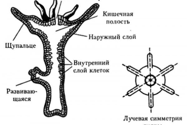 Даркнет площадки