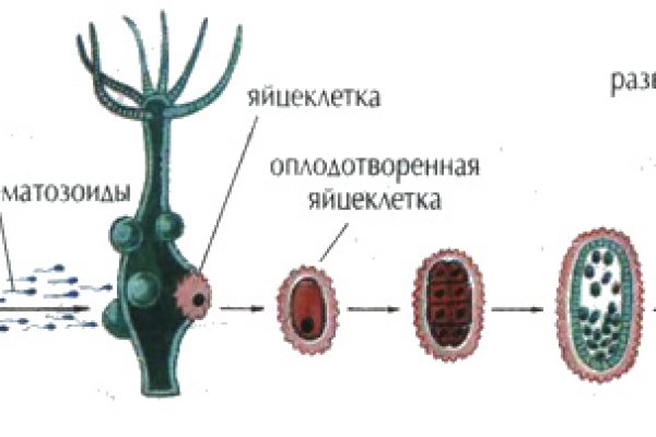 Кракен вход vtor run