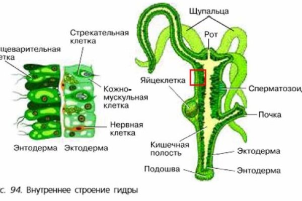 Почему не заходит на кракен