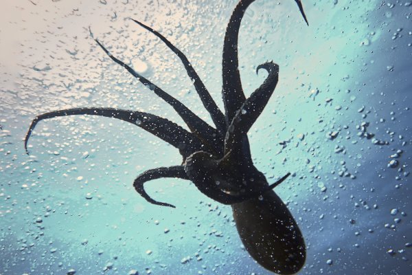Kraken darknet ссылка тор